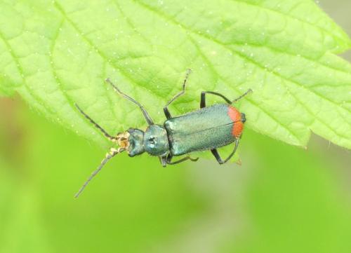Malachius bipustulatus